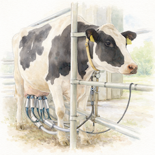 牛舎で搾乳機を装着された乳牛の様子をやさしく描いた生産効率と畜産の関係を示すイラスト