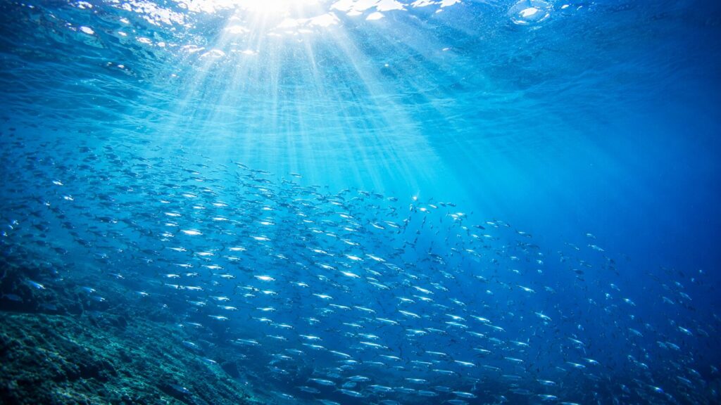光の差し込む青い海を泳ぐ魚の群れ|ヴィーガンが魚を食べない理由
