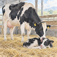 ヴィーガン(ビーガン)が牛乳を飲まない理由の1つ、出産をくり返す乳牛が生まれたばかりの子牛をなめる牛舎の水彩イラスト
