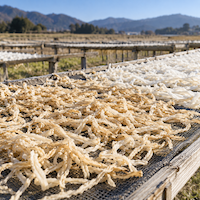 宮崎の冬に干される切り干し大根。屋外の干し棚の網に広げた千切りの大根が、冷たい風と日ざしの中で薄茶色に縮れていく様子