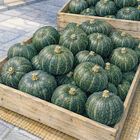 かぼちゃの入荷がいちばん多いのは10月。店先の木箱に、丸ごとのかぼちゃが二段三段に積まれている(水彩イラスト)