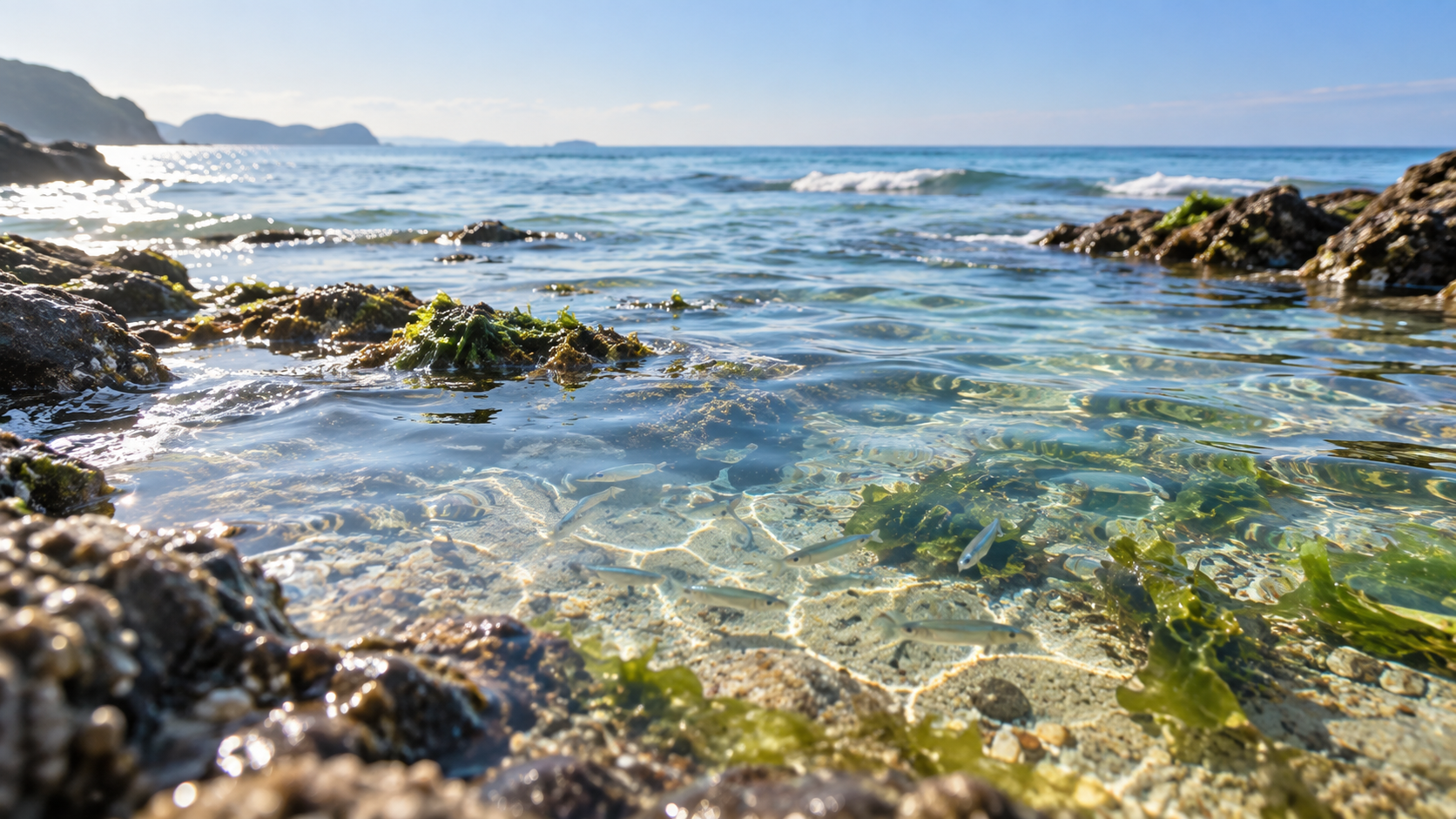 海へ…洗剤を使い続ける理由になっている、澄んだ浅瀬で小魚が泳ぐ朝の海辺